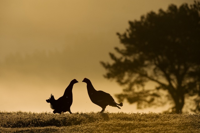 Black grouse fighting at dawn