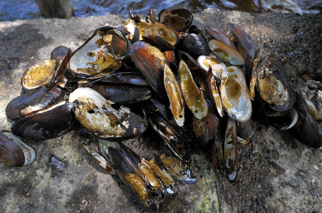 A pile of fresh water pearl mussel shells. ©Lorne Gill/SNH