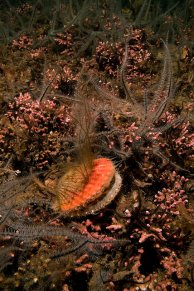 Queen scallop on maerl bed in Loch Sween MPA, © MarineScotland/Graham Saunders