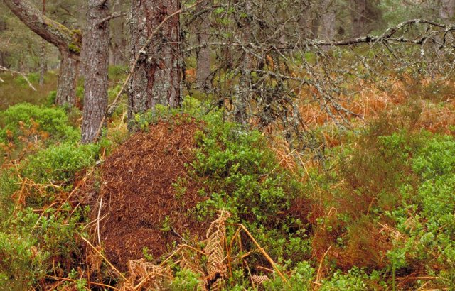 A classic wood ant nest, Black Wood of Rannoch, Perthshire