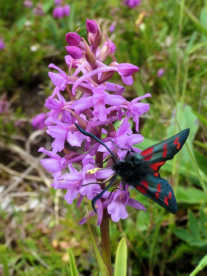 Fragrant orchid and six spot burnet moth. © Andy Scobie