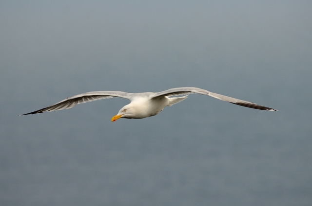 Herring gull. ©Lorne Gill