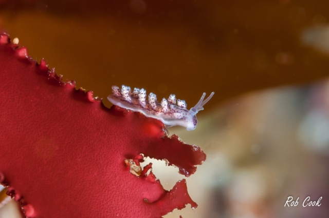 A tiny seaslug (nudibranch) on red seaweed - life underwater is as much as rich as above the waves, but much harder to observe and monitor.
