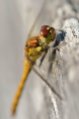A female highland darter dragonfly.