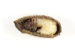Pot beetle larva inside a case. © Ross Piper
