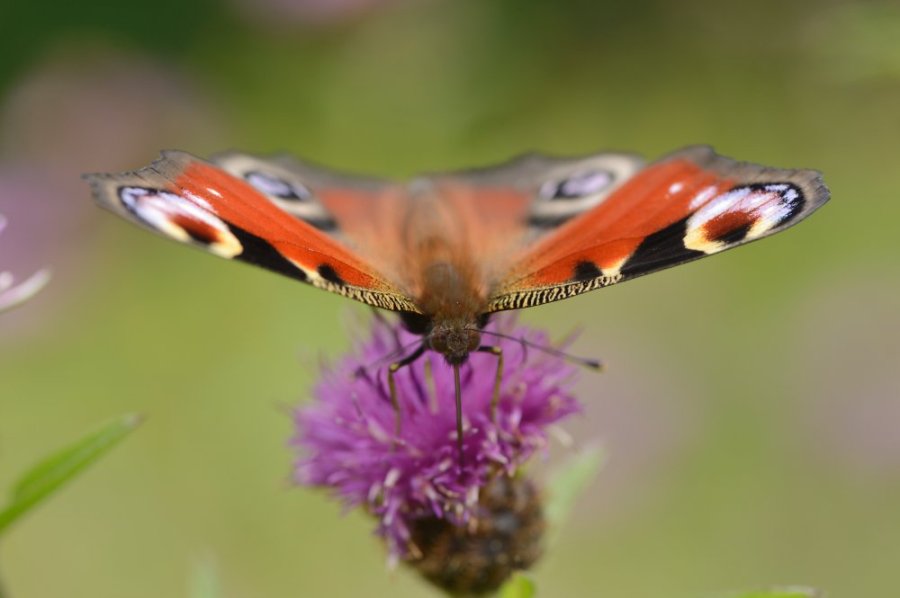 A peacock butterfly feeding on the SNH wildflower meadow at Battleby, ©Lorne Gill/SNH