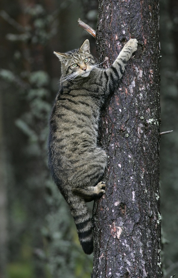 Wildcat in tree. © Peter Cairns