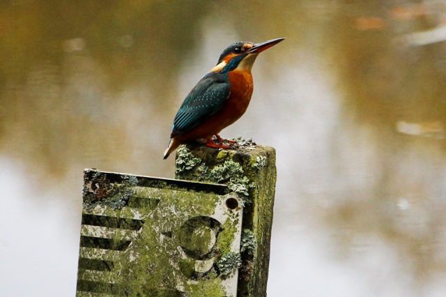 After weeks spent watching and waiting at the railway hide a kingfisher finally stops to pose for a photograph.