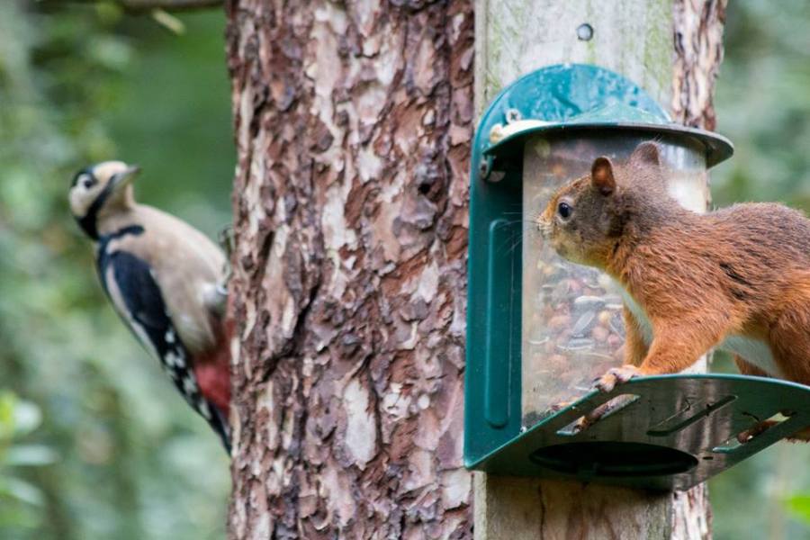 Red squirrels have to share the feeders with a number of birds, including great spotted woodpeckers