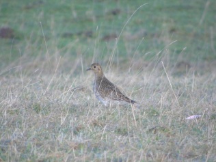 Golden Plover as spotted by Jim on the farm.© Jim Simmons