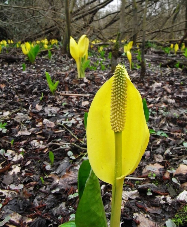 American skunk cabbage in flower. © Dick Shaw