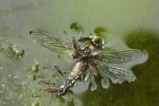 Pond skaters eating a dead dragonfly, ©Lorne Gill/SNH/2020VISION