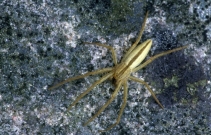 Spider (Tibellus oblongus) ©Laurie Campbell/SNH
