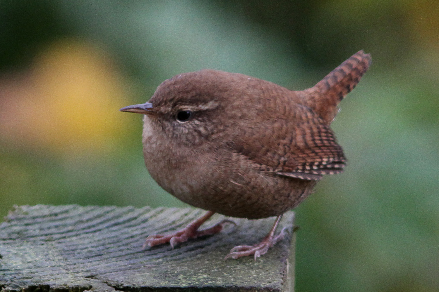 Weighing in at less than 12 g and 10 cm long, the wren (Troglodytes troglod...