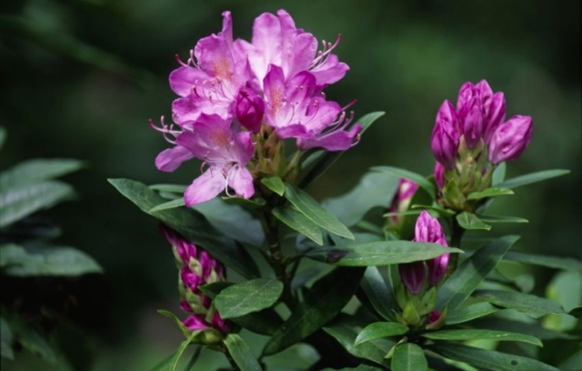 Rhododendron ponticum ©Lorne Gill/SNH