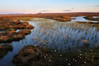 Peat bog at Forsinard Flows ©Lorne Gill/NatureScot/2020VISION