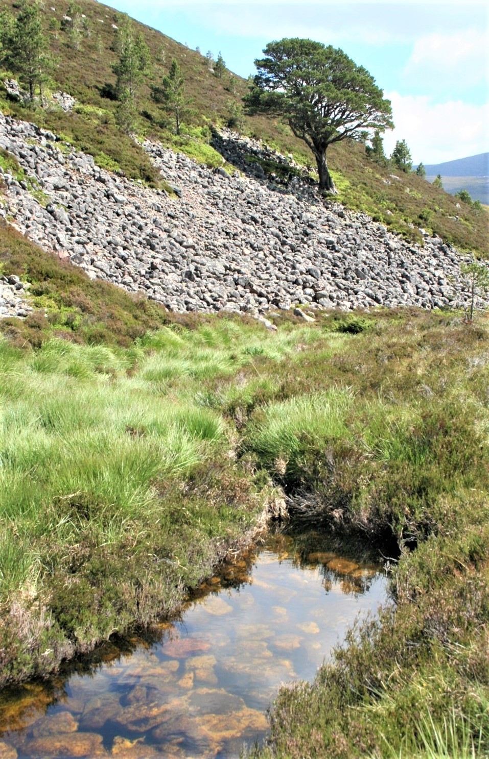 The 'Blind' Streams of the Uplands