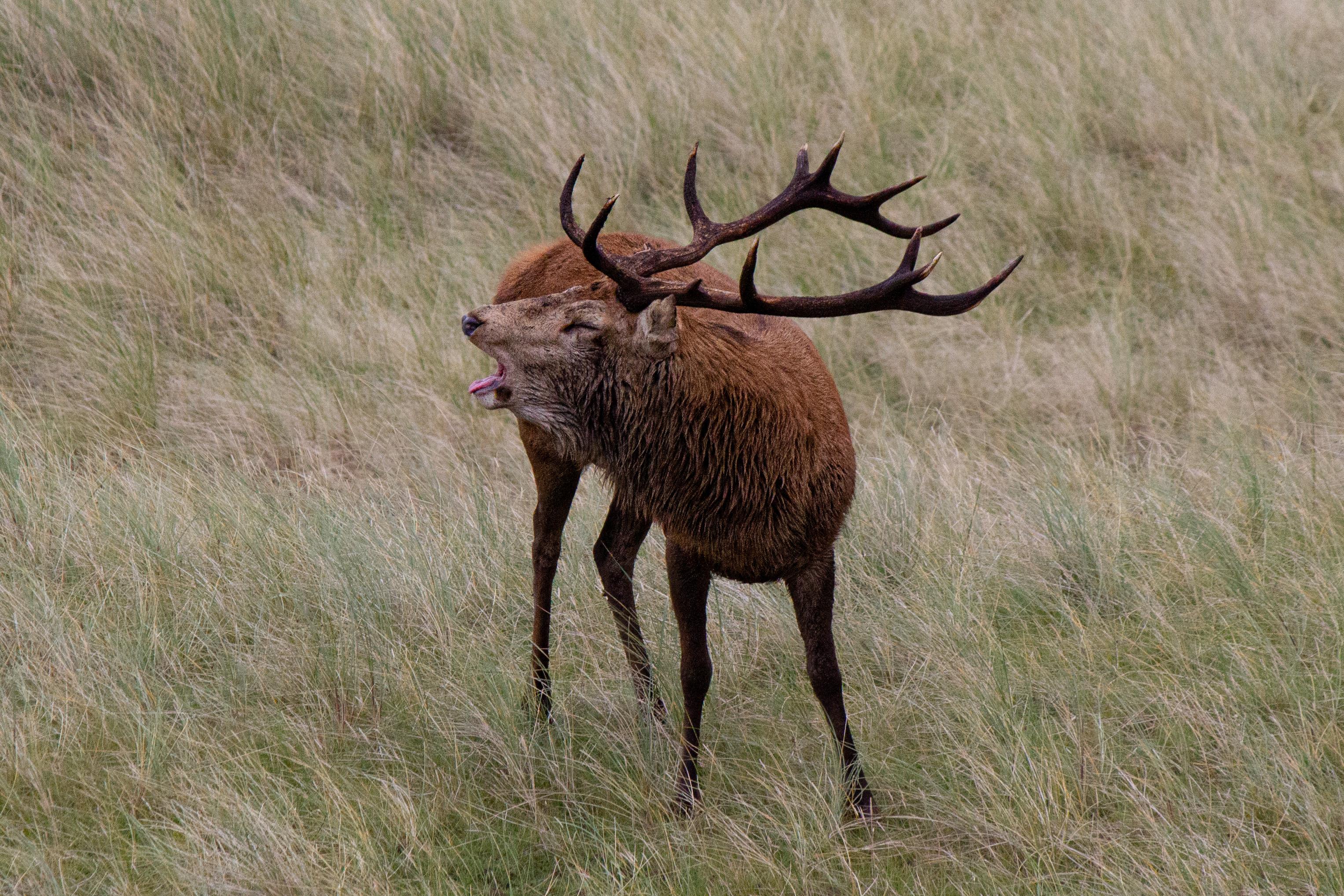 A red deer stag roaring at Kilmory, where you can find some of the most intense action during the rutting season. ©Beth Lamont