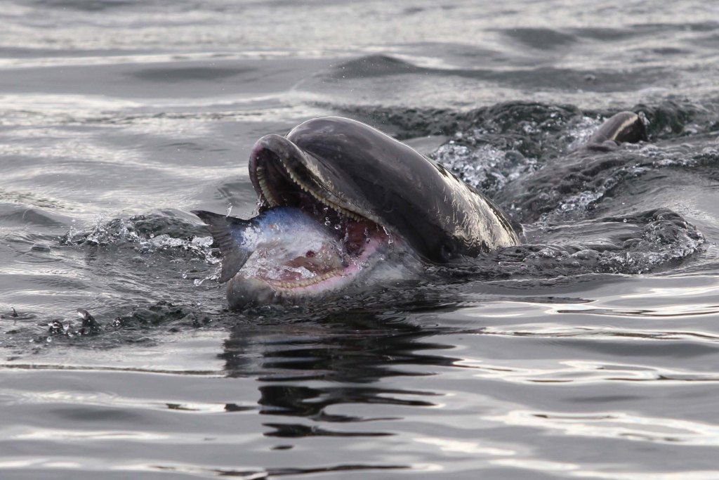Close-up photo of a bottlenose dolphin eating a fish
