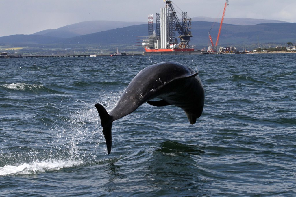 Photo of a bottlenose dolphin leaping out of the water with a rig in the background