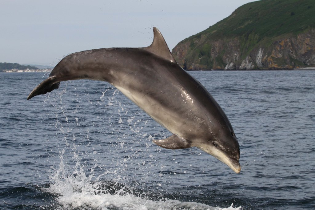 Photo of a bottlenose dolphin leaping out of the water