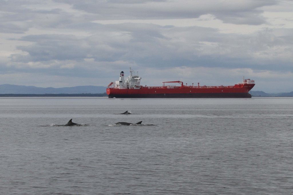 Photo of three bottlenose dolphins breaking the surface of the water with a large ship in the background