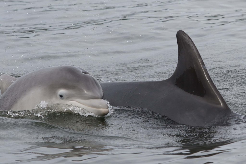 Close-up photo of two bottlenose dolphins